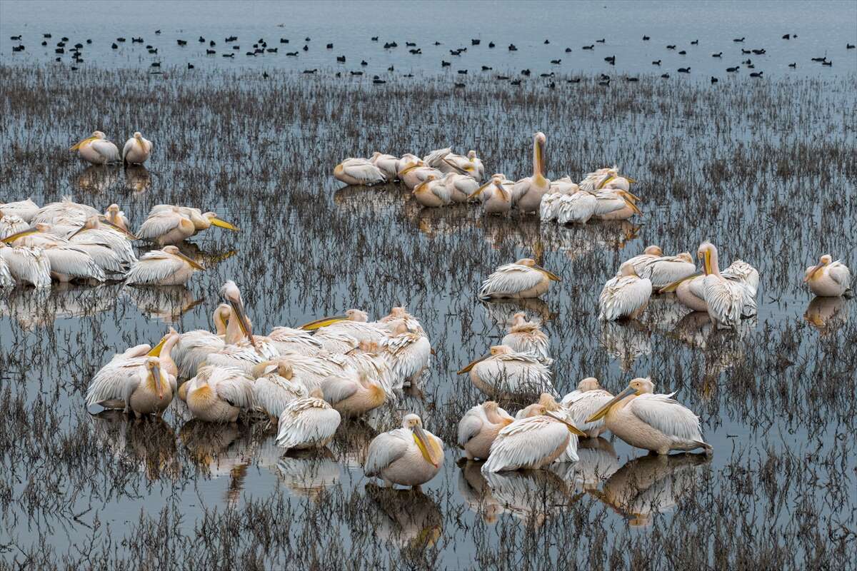Konya’nın ünlü gölünde kuraklık sonrası sevindiren dönüş 2